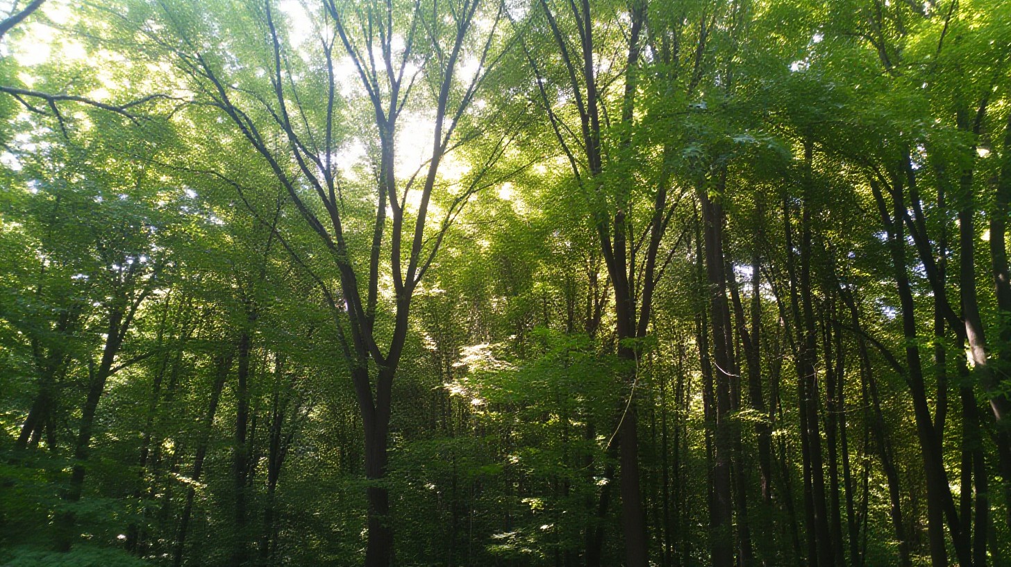 Day Forest Ambience Pack